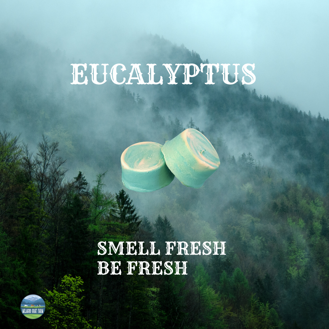 Eucalyptus